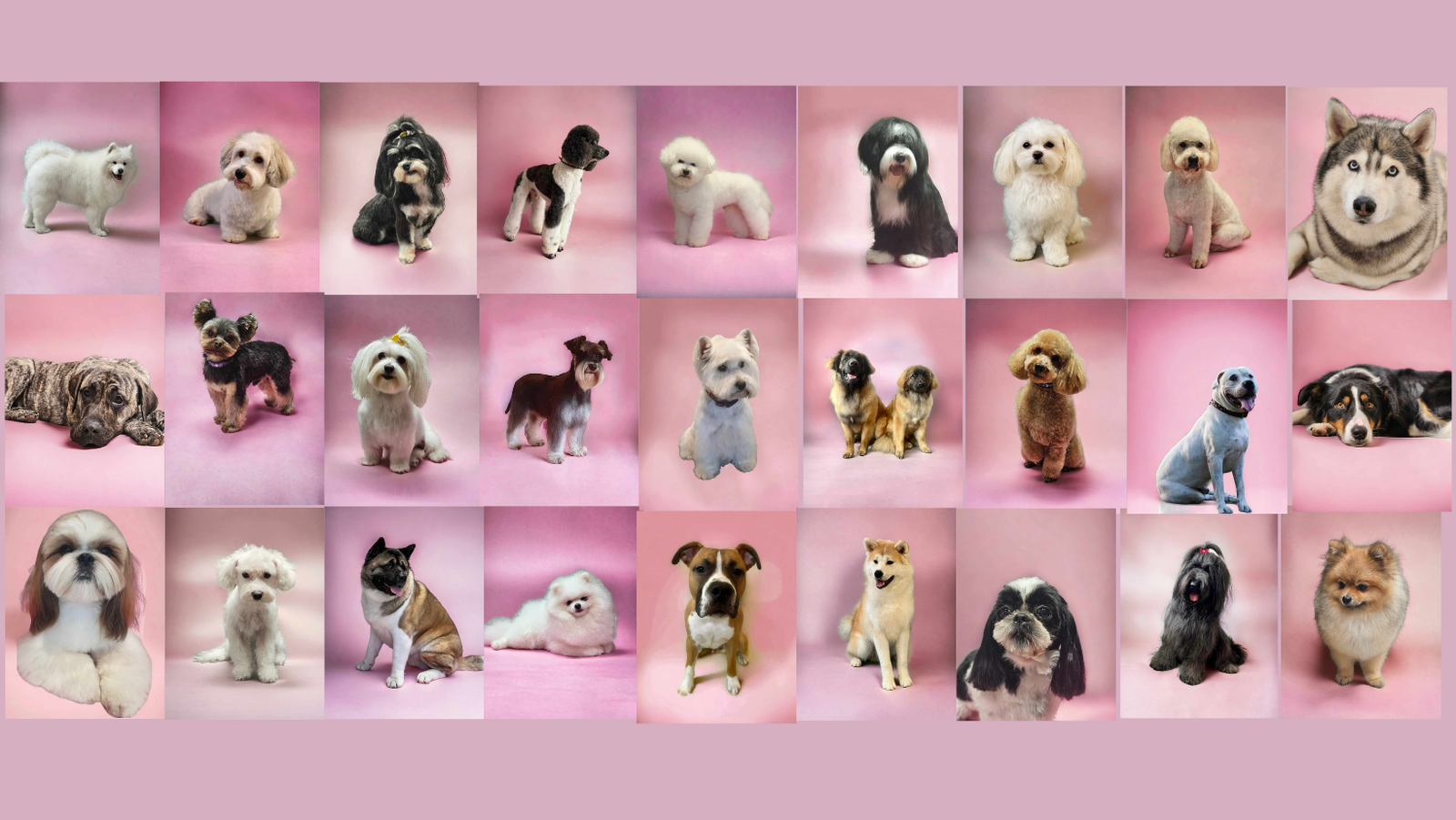 Dogtopia salon za kućne ljubimce, obrt za usluge