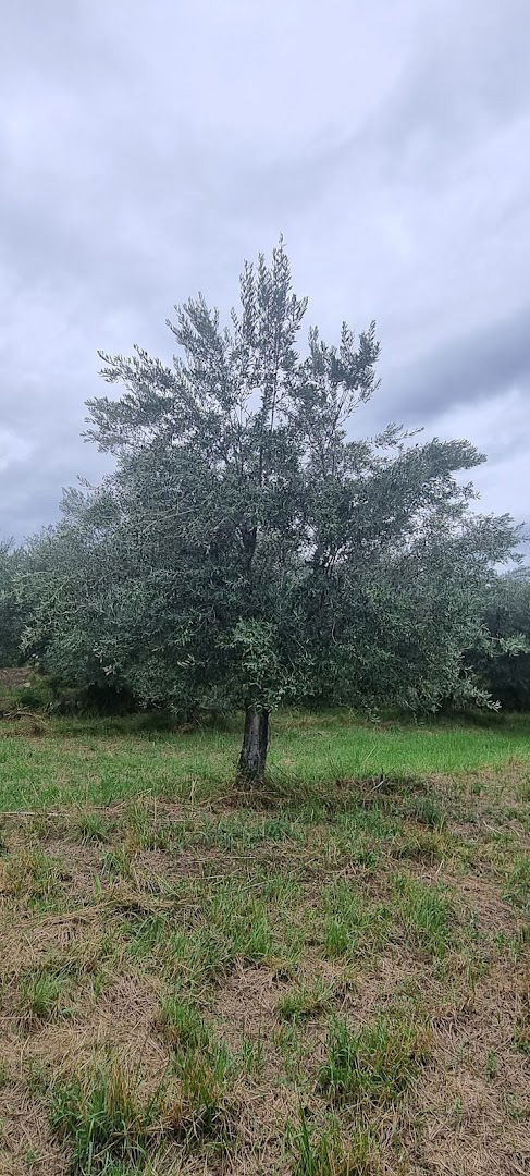 Centuria Oljčno olje Slovenske Istre