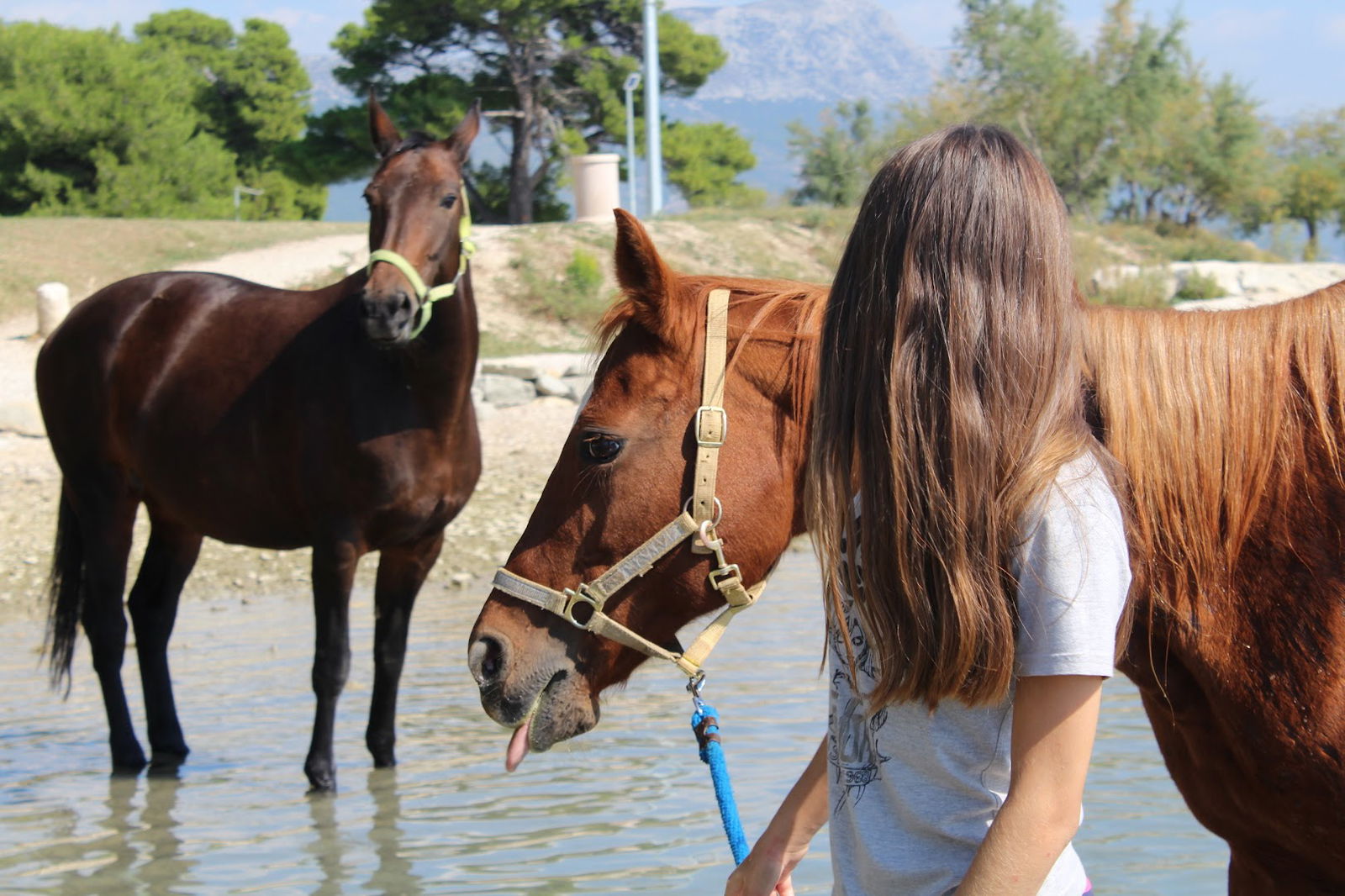 Horse Riding Centre Split Trogir Hanako Dalmacija(Konjički klub Trogir Hanako)
