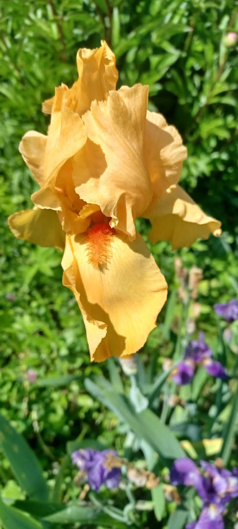 Tuheljske Toplice - park s fontanom