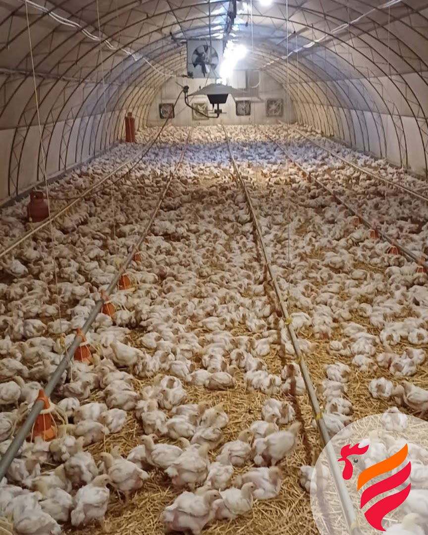 Фарма Михајловић