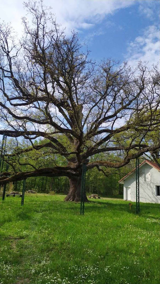 Tri hrasta lužnjaka