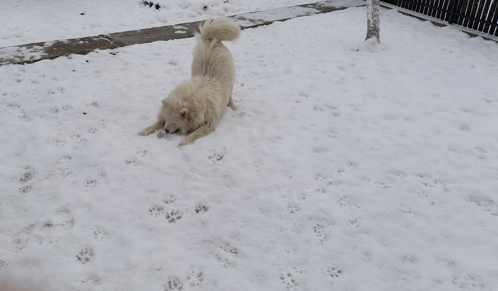 White Siberian Samoyed Kennel
