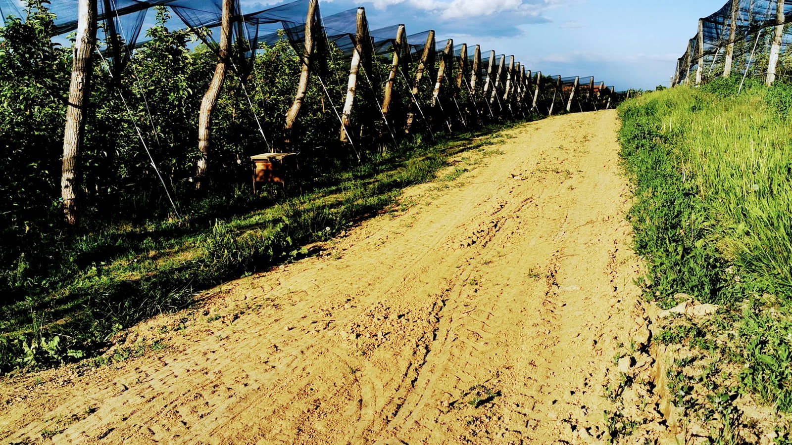 Voćnjak "Voće Prom"