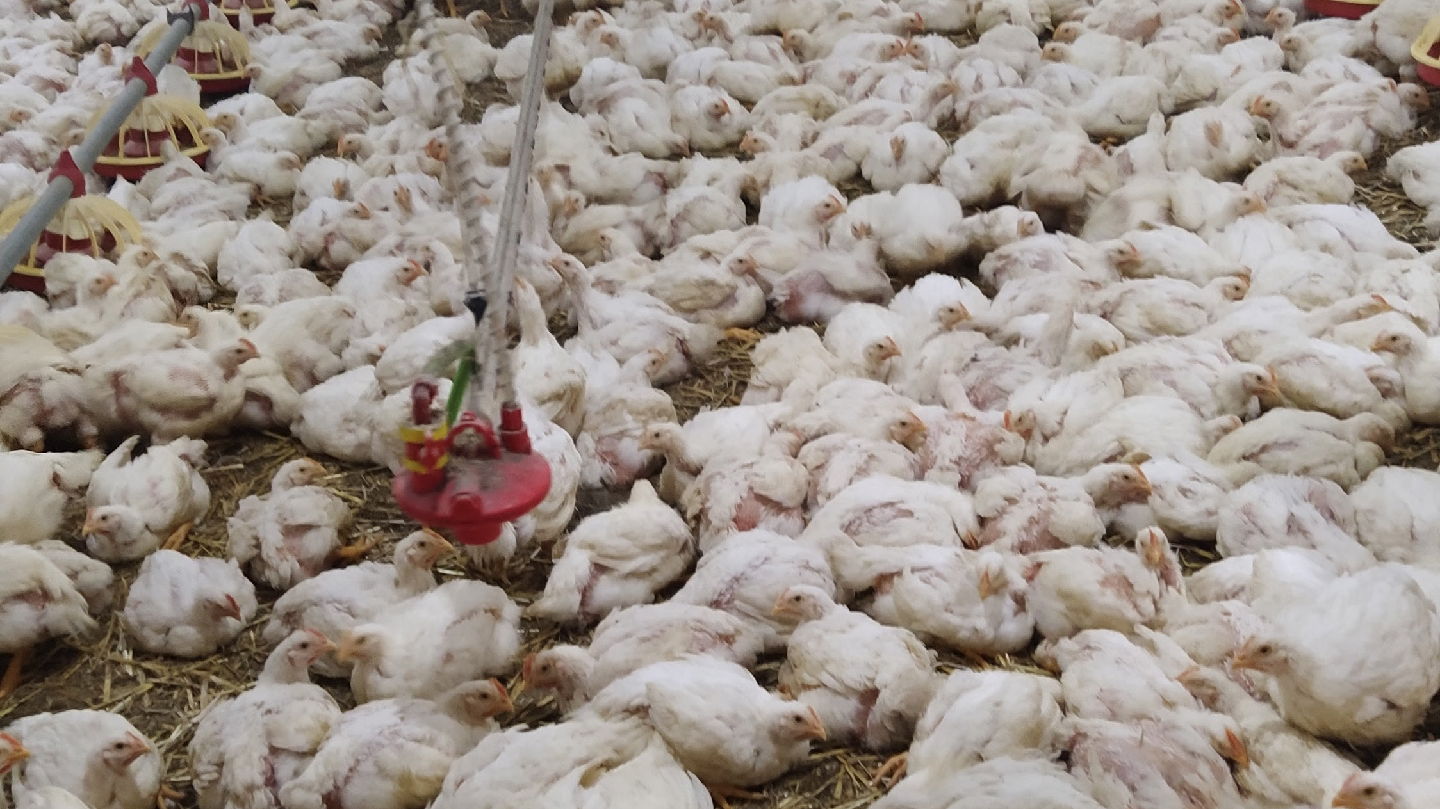 Lukić Urovci Chicken farm