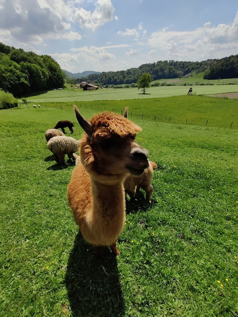 Alpaka Ranč Slovenija