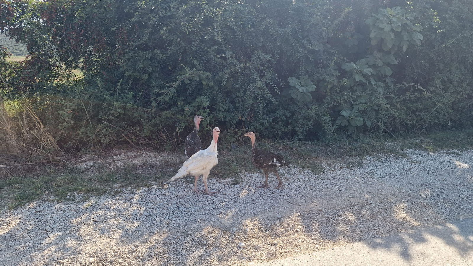 Škorobić izvor pitke vode