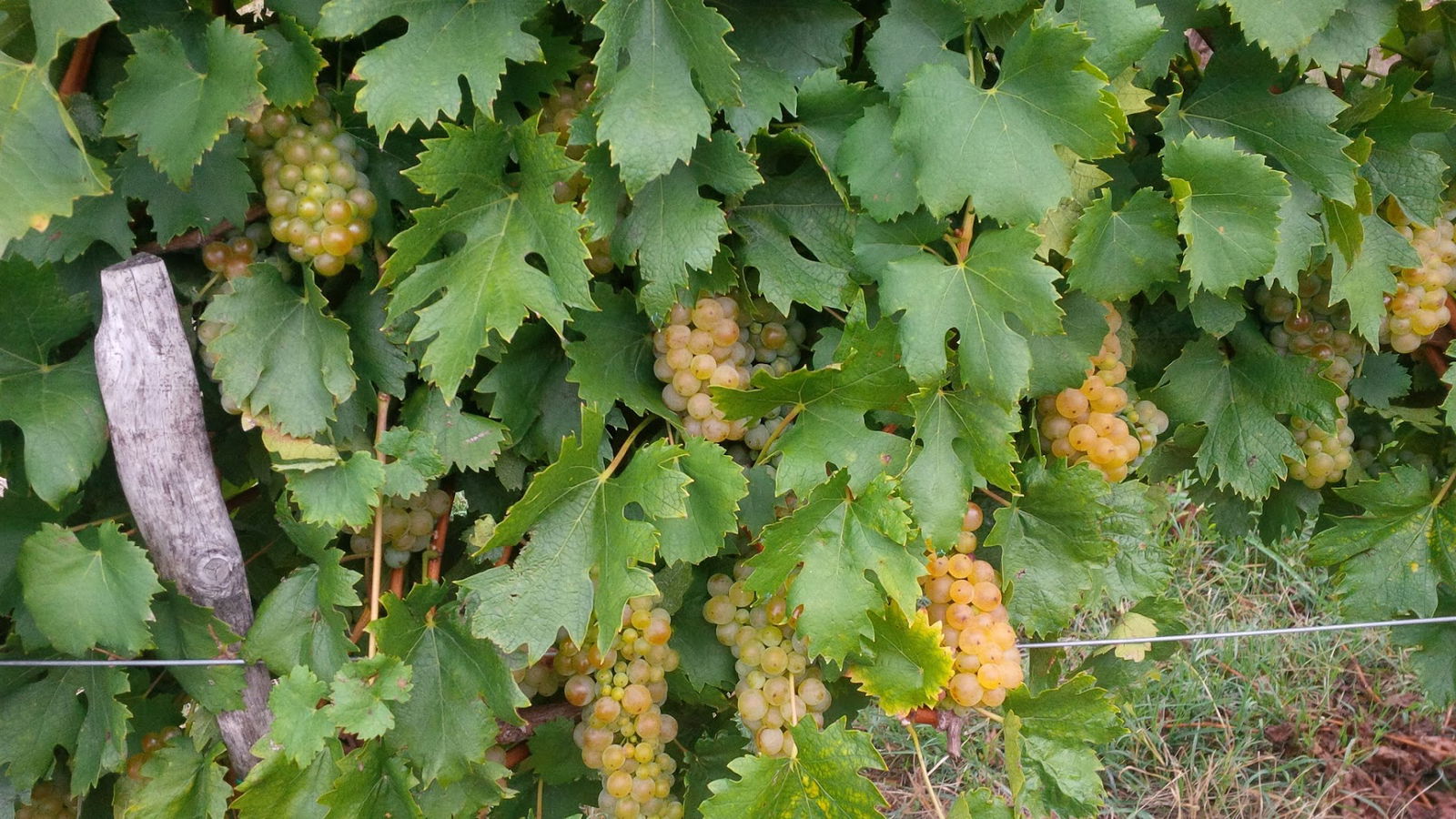 Патков виноград доо