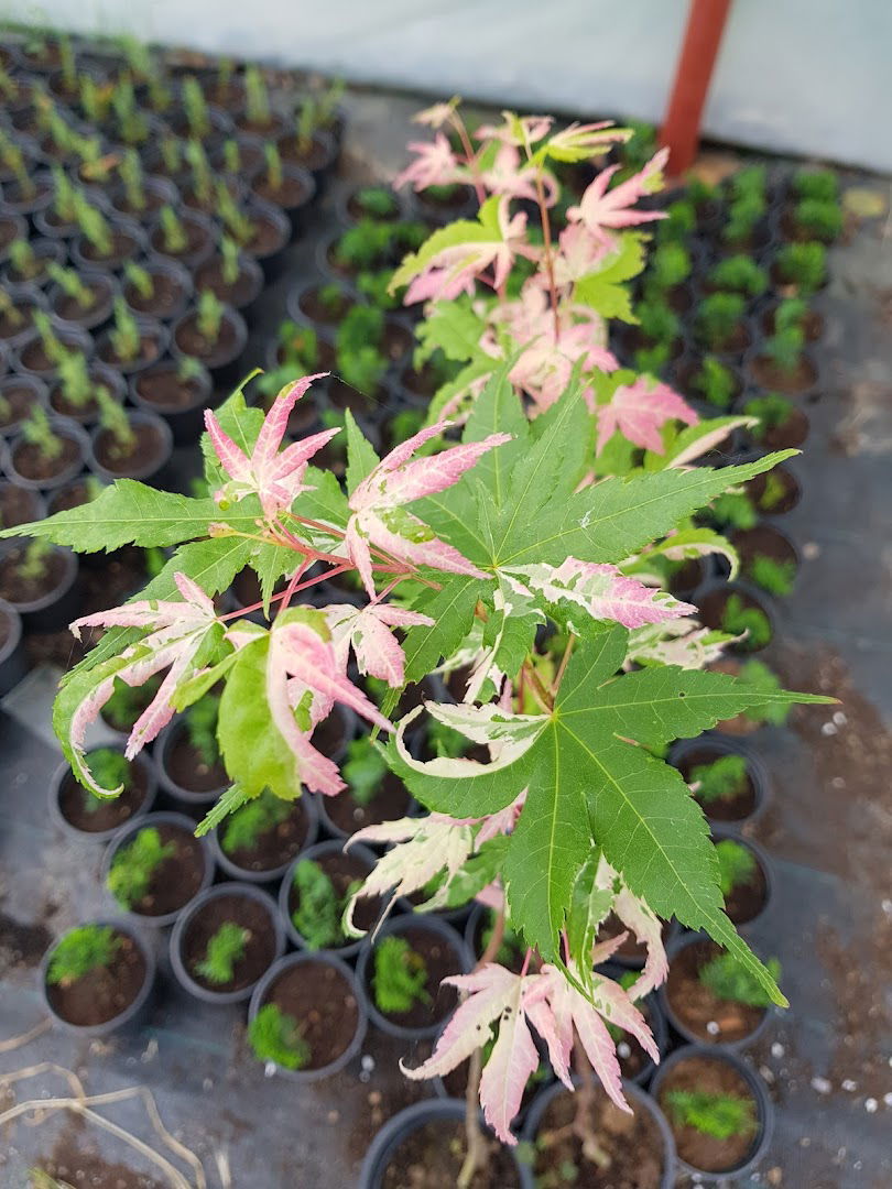 ZEGRA rasadnik ukrasnog bilja