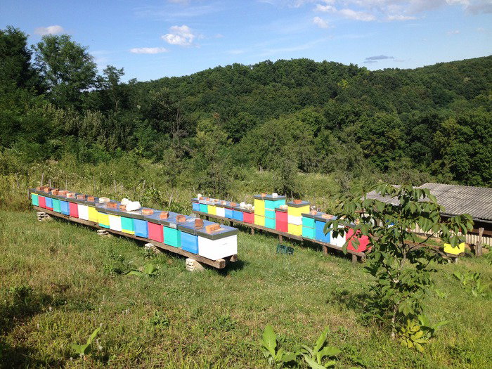 Med Martić - Šarić