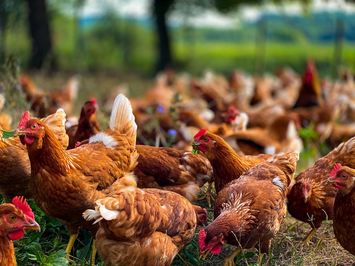 Domaća Jaja Škorić