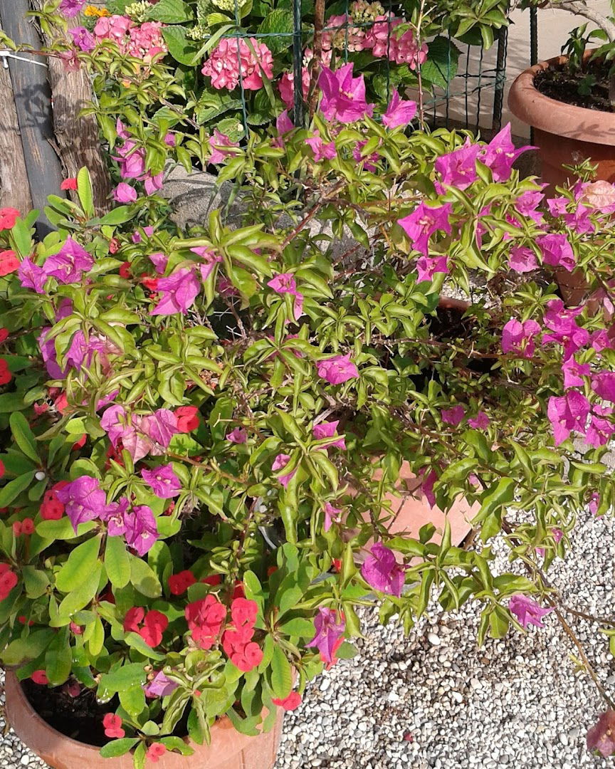 Area Immagine Di Crico Davide