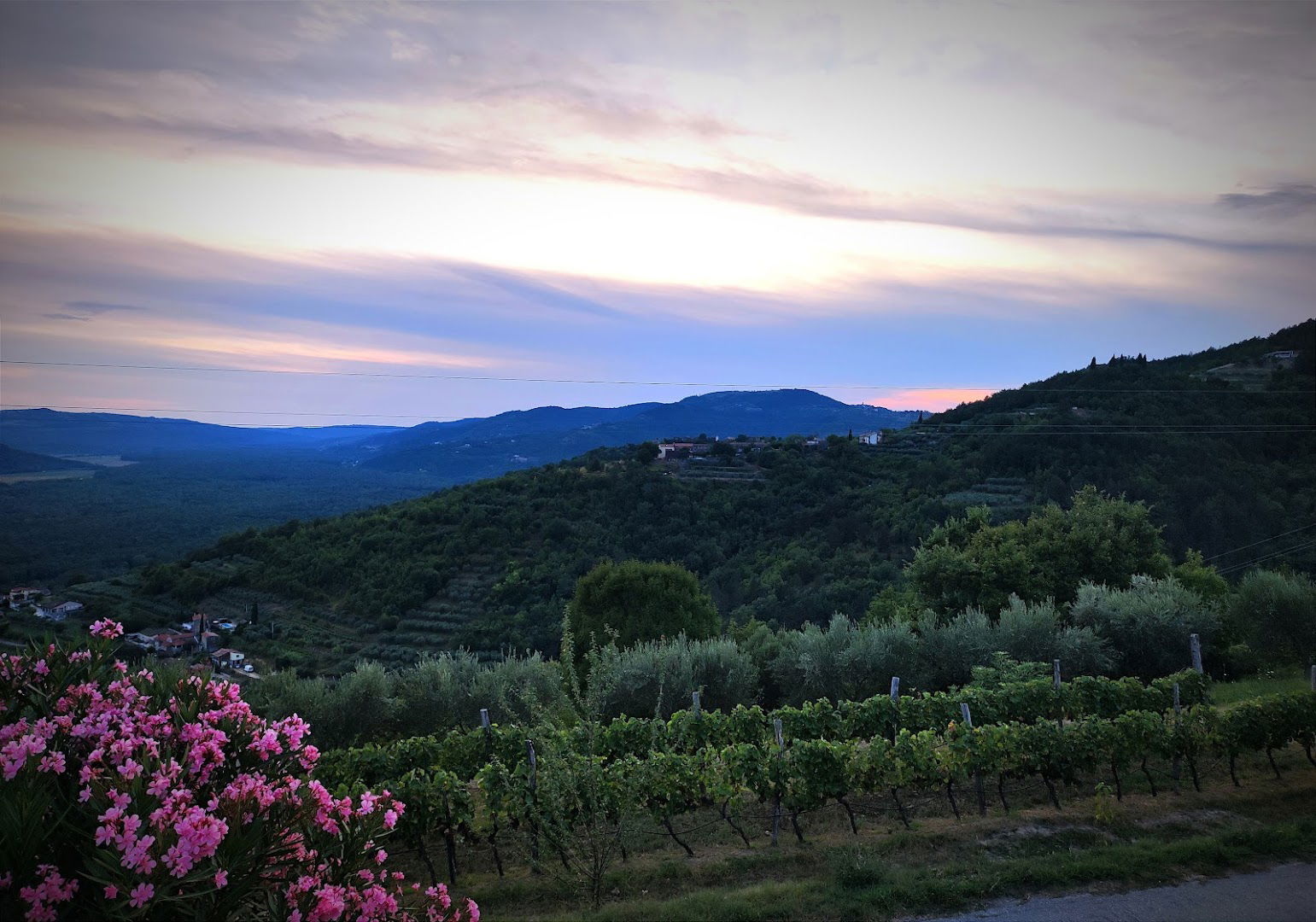 MARUŠIĆ Extra virgin olive oils