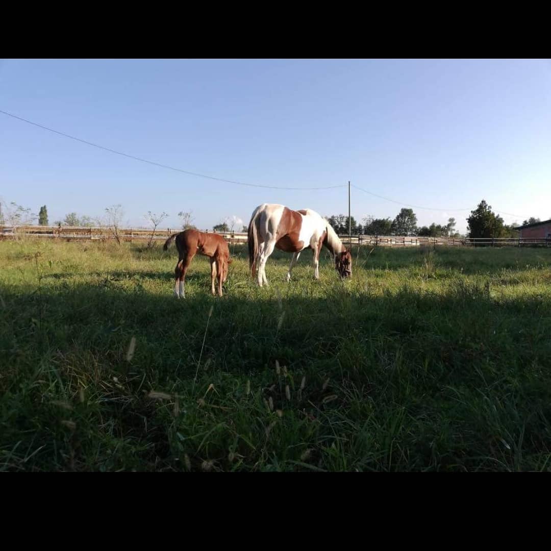 KONJIČKI KLUB AGRAMER