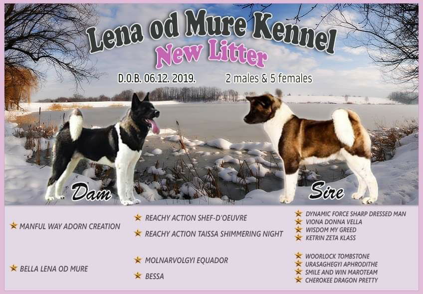 Lena od Mure Kennel