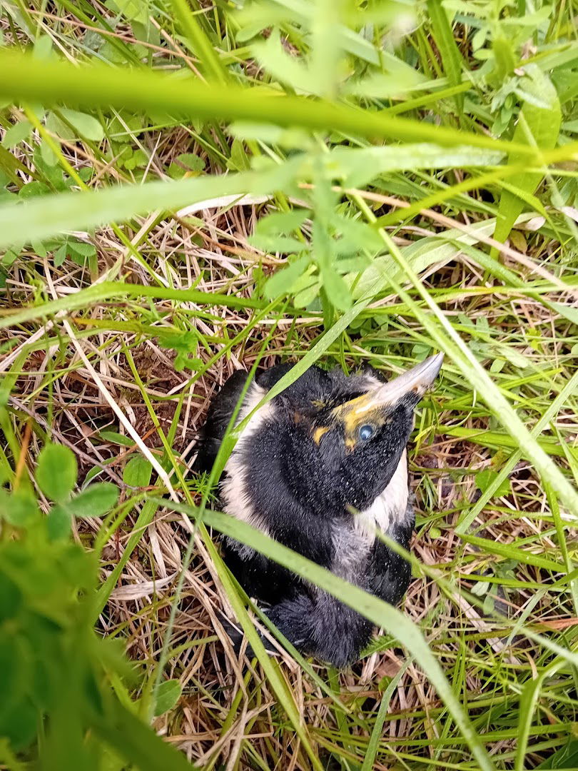 Golob podjetje za veterino, medicino in trgovino d.o.o.