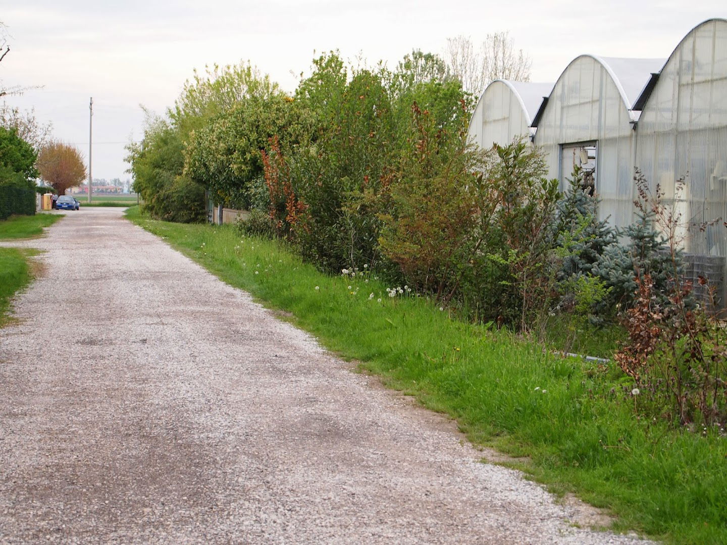 Floricoltura Maurizio Montino - Montino Fiori