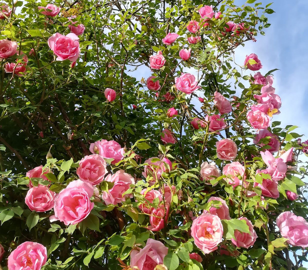 Az. Agricola " Il ROSIFICIO"