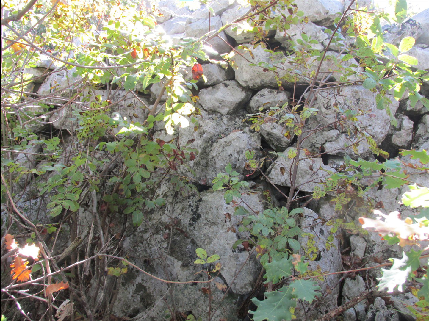 Ilirska gradina - Vinogradina