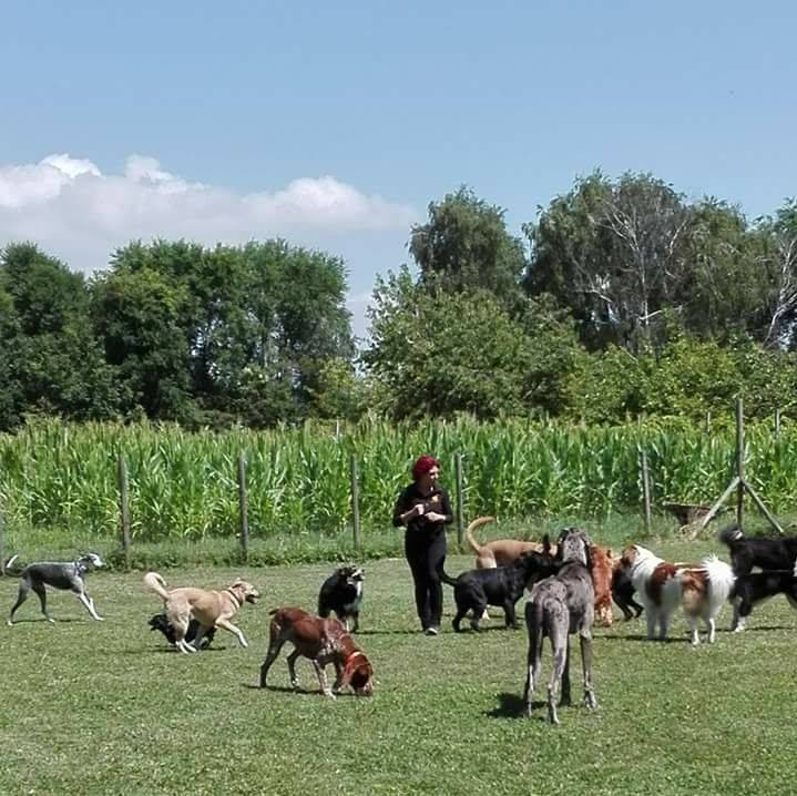 Centro Cinofilo Zampamica