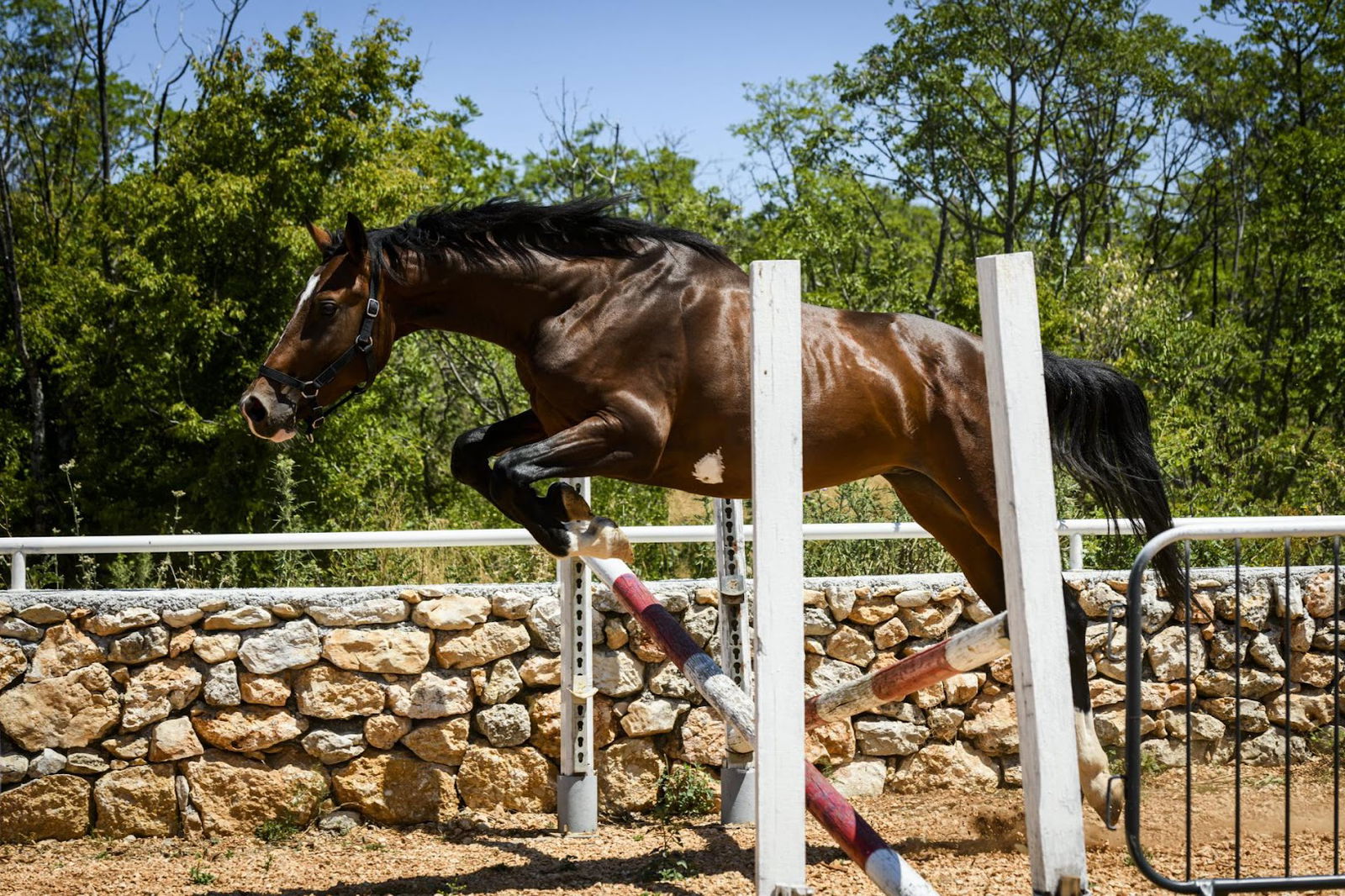 Promino Horse Breeding