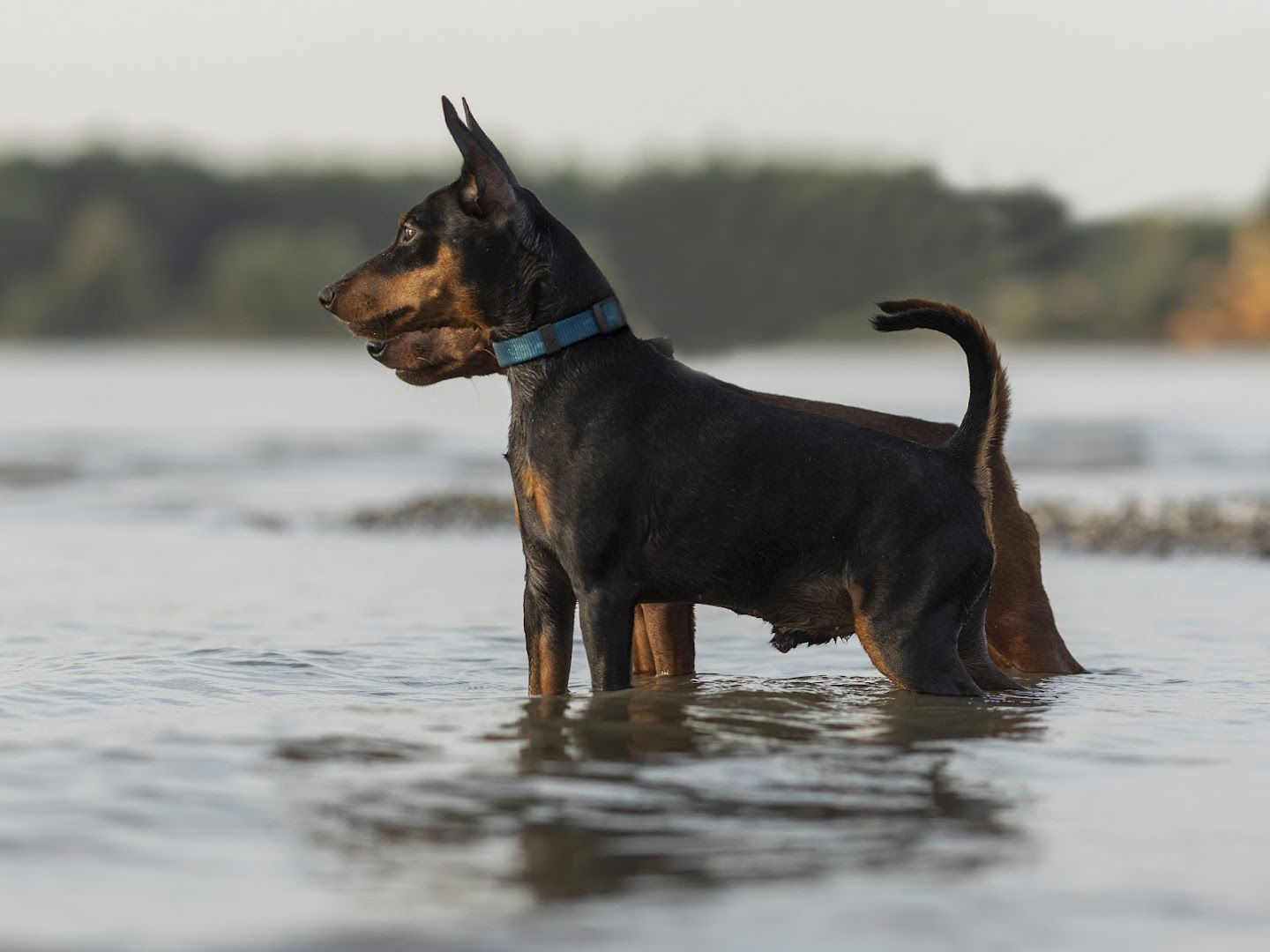 Infinity passion odgajivacnica