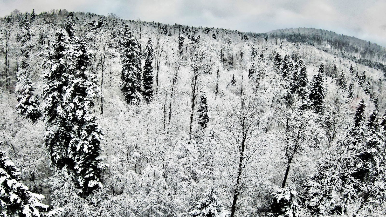 Kocevje bear area