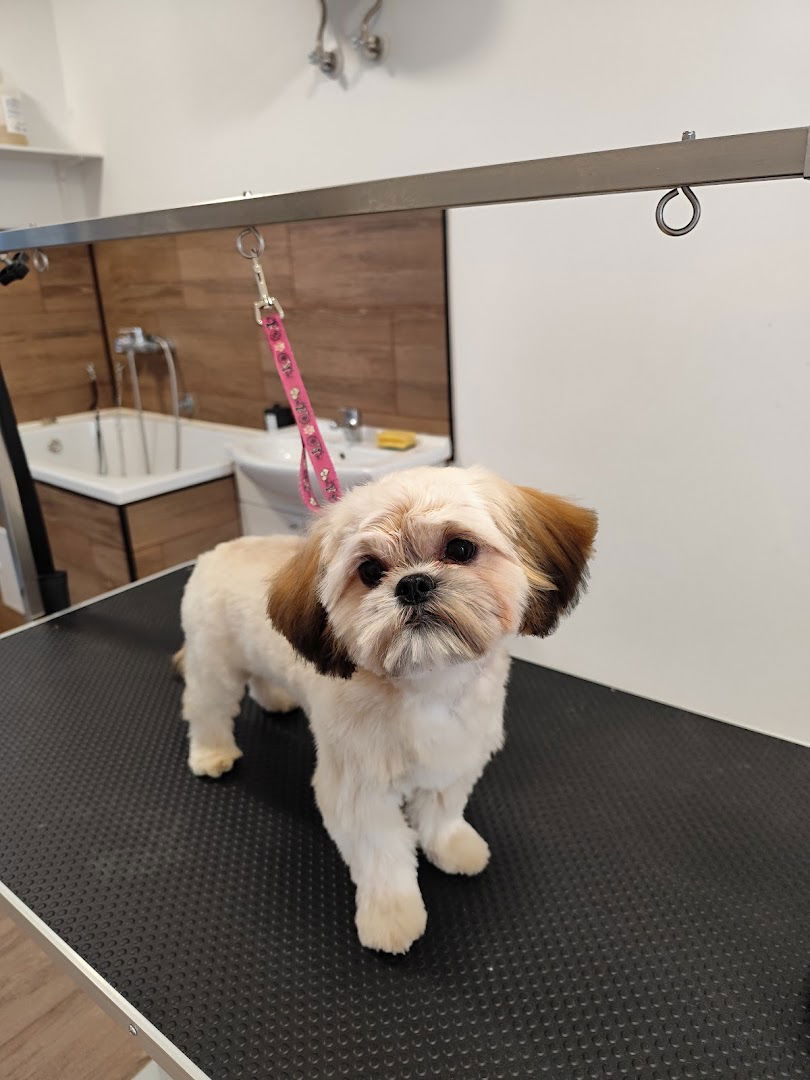 Buffy šišanje i njega pasa