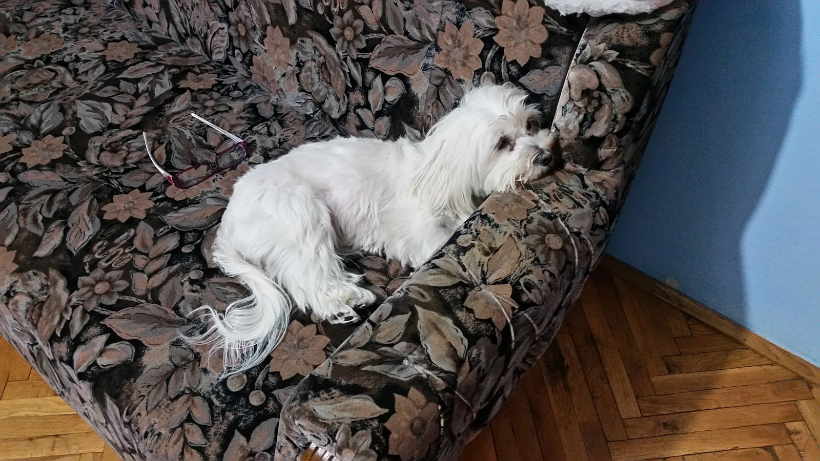 Pet Shop "A P O R T"