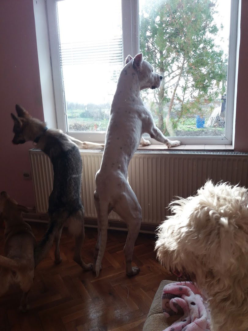 Pansion za pse Srećni Repić