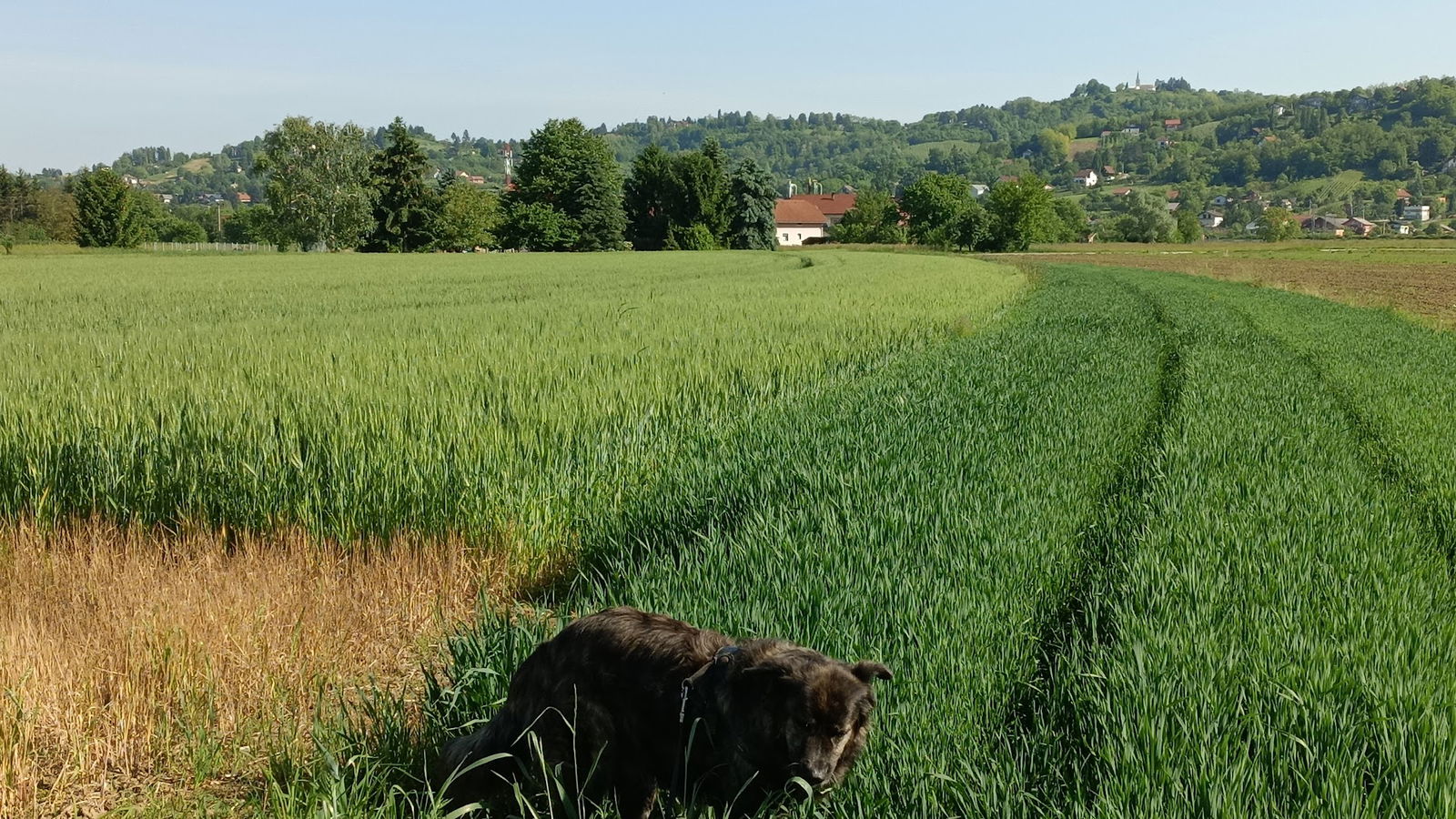 Prukva na Savi Drenje Brd.