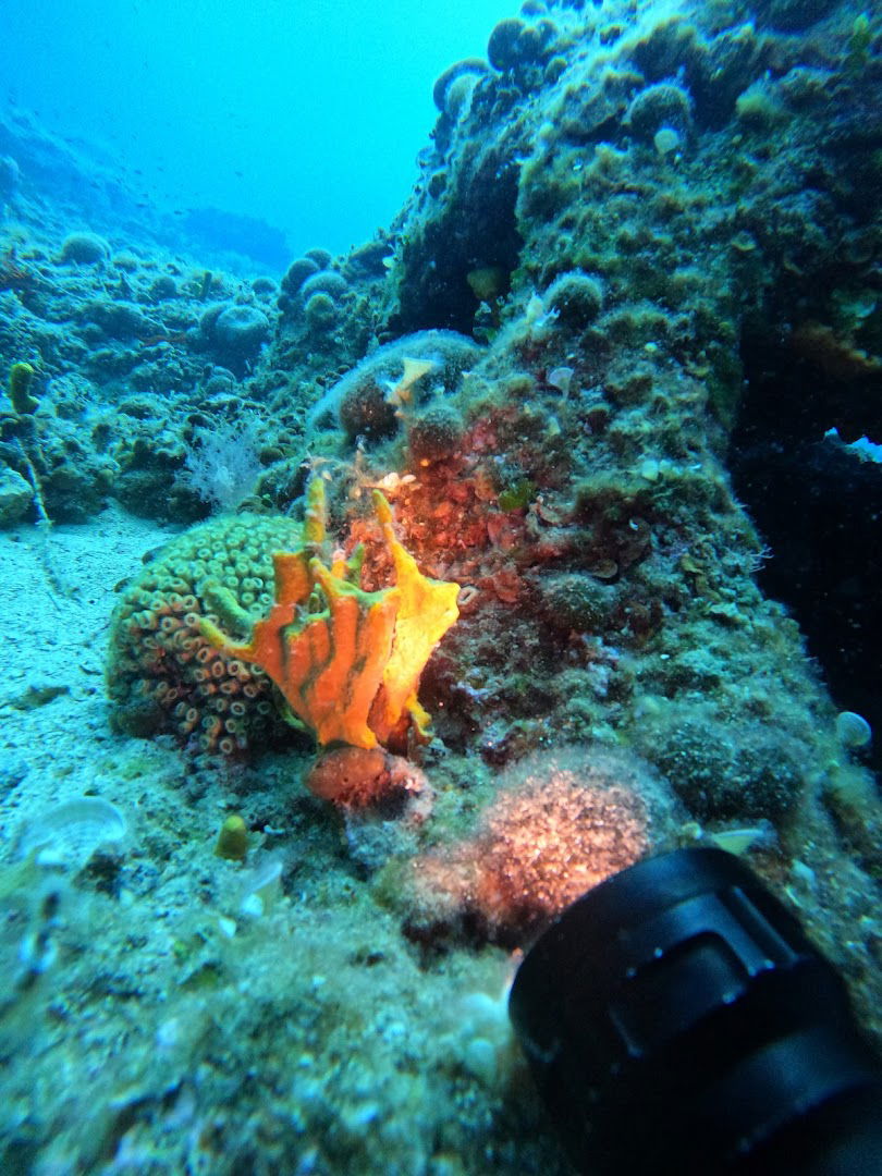 Coral Reef - Posedonia