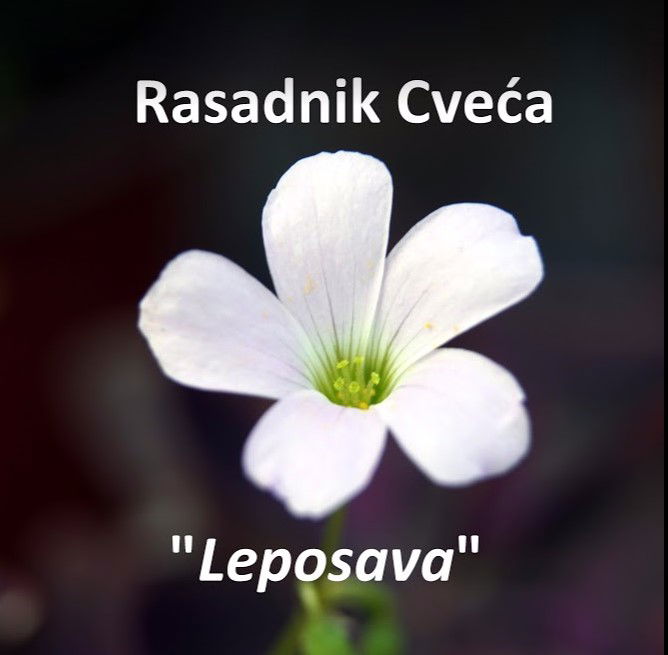 Rasadnik Cveca Leposava