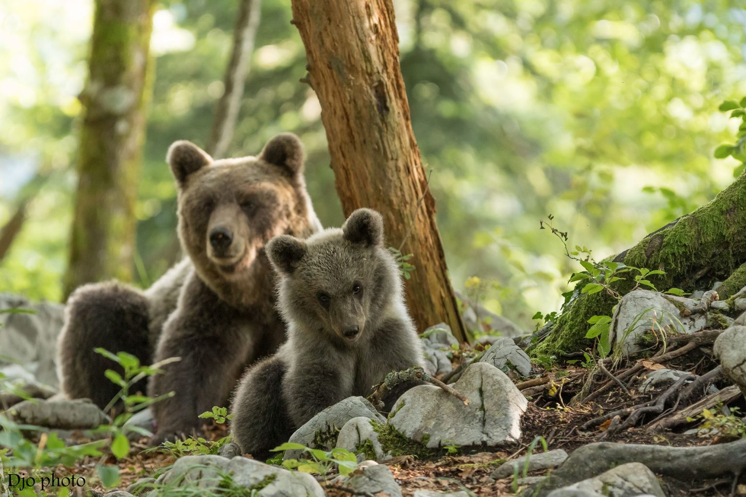 Slovenianbears.com Bear watching and photography