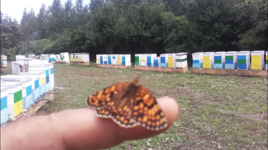 Humana Teglica-Ilic Igor