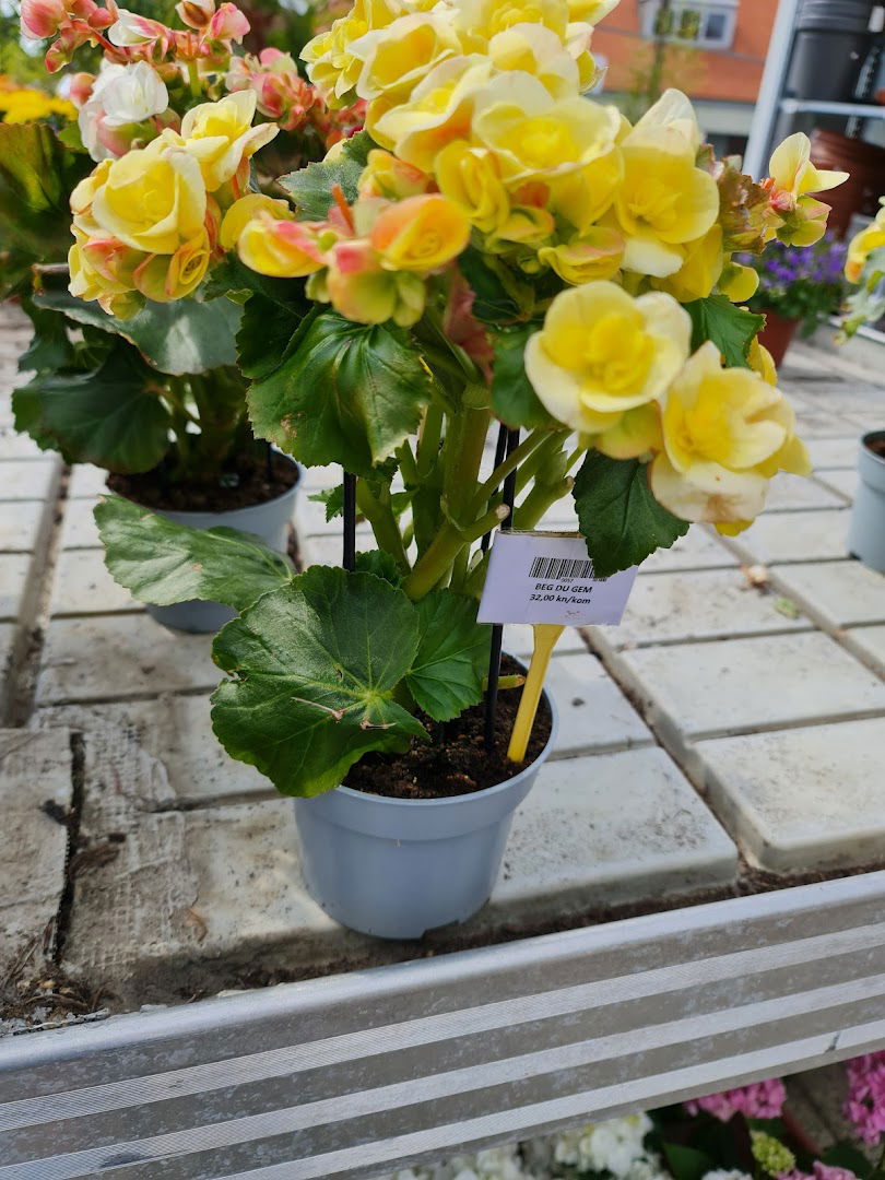 Vrtni Centar Šestine