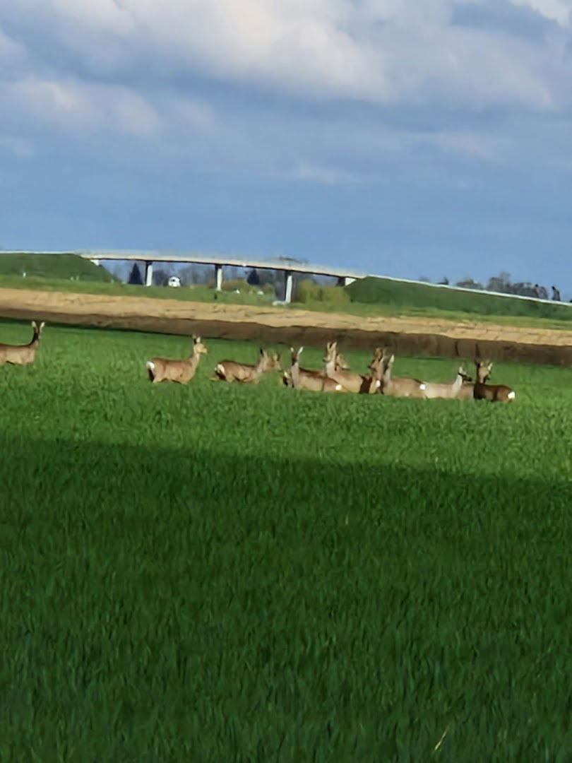 LU Srndać Virovitica