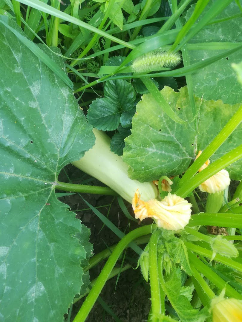 Eko Domaćinstvo dr Čupić