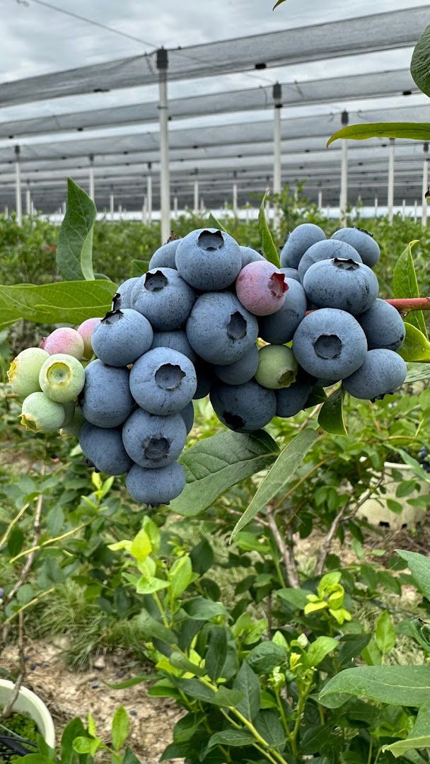 Berry Blue Belgrade - Blueberry Farm, Vitojevci