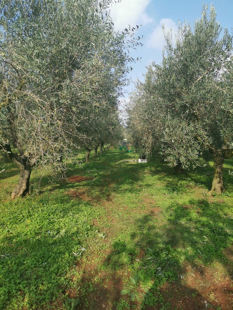 Uljara-Olive mill-Oleificio 'AL TORCIO'