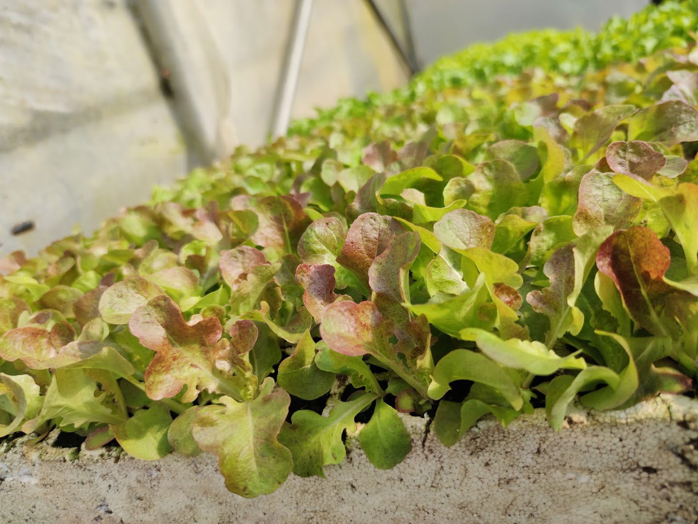 OPG Vrtlarstvo Jurić