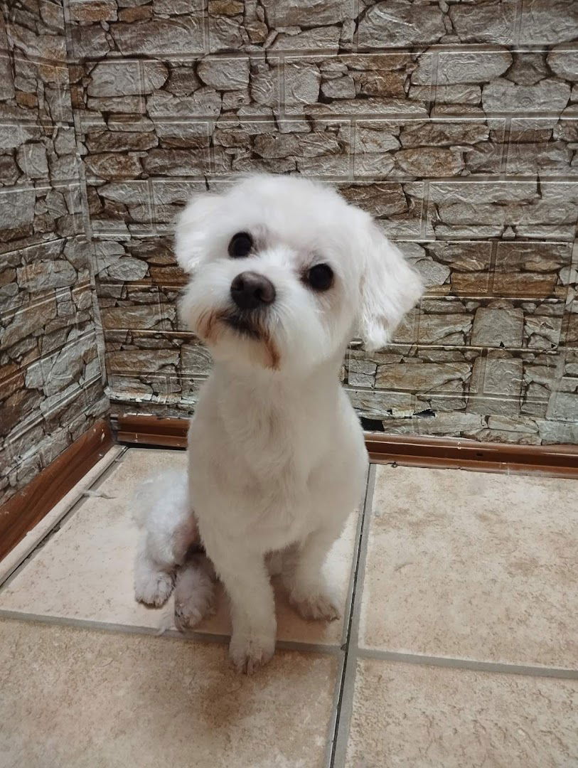 Mila salon za šišanje pasa