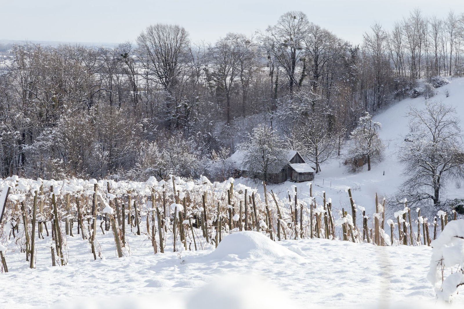 Vinogradi Ludbreški