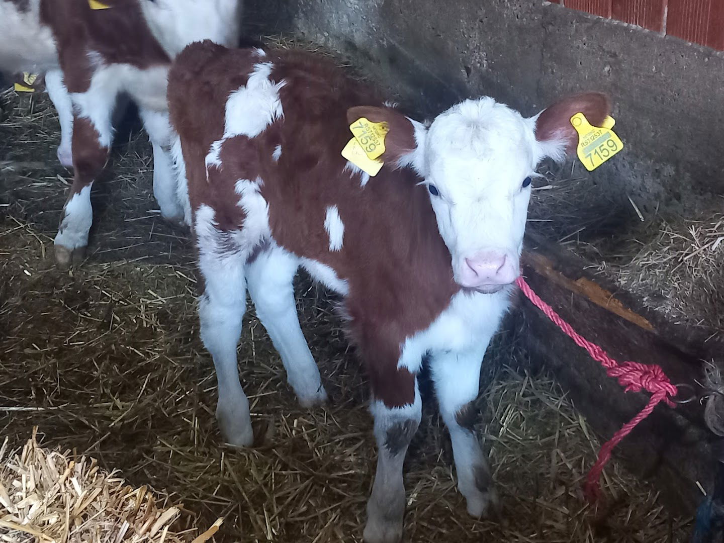 Farma Jovanić Pecin