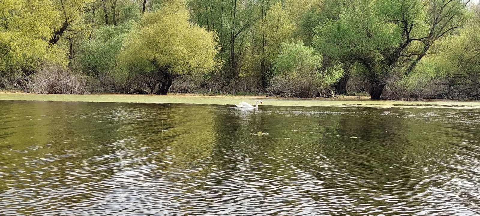 Kojina koleba rit...