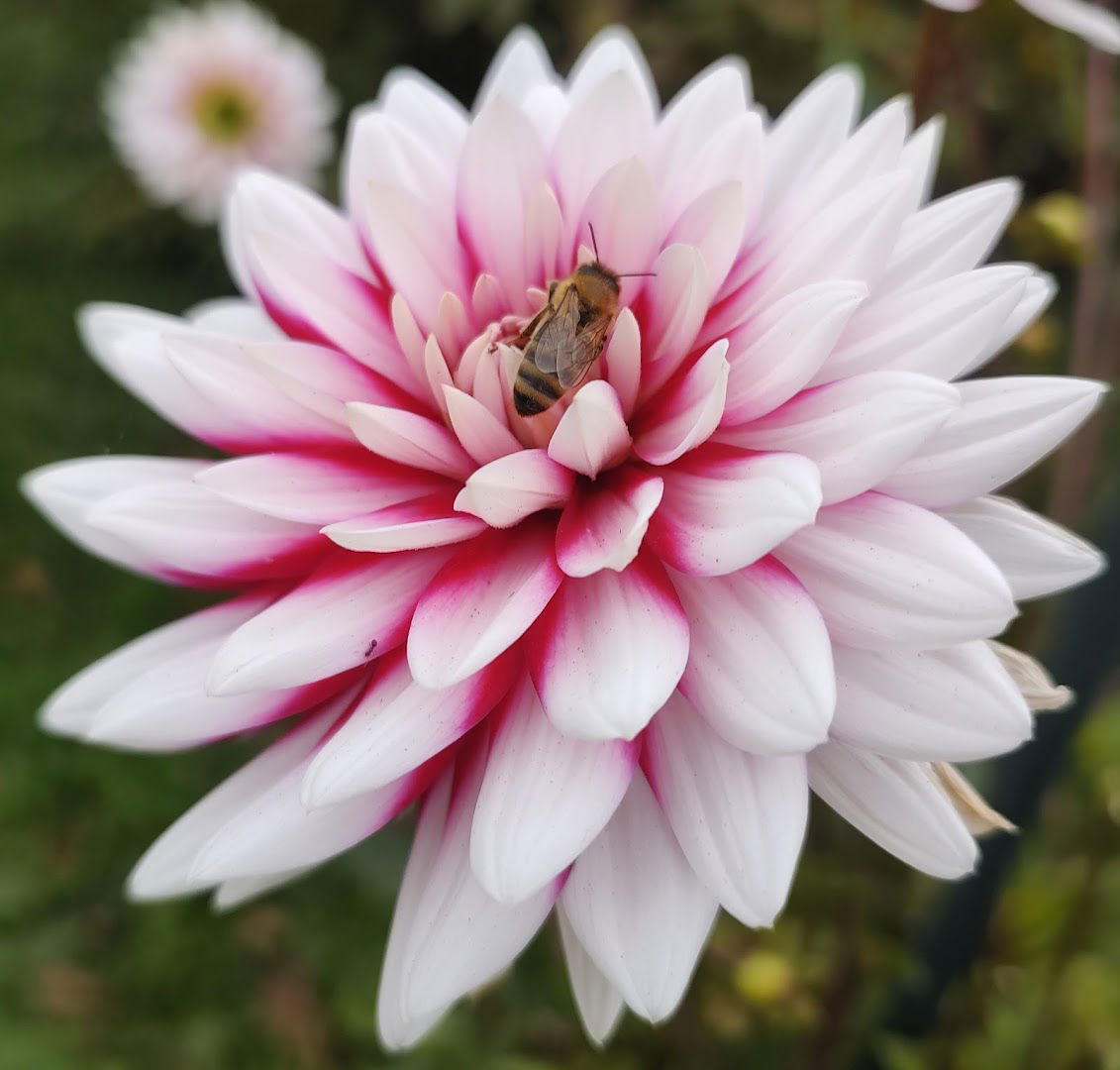 Poljoprivredna apoteka "Monteagro" Beograd