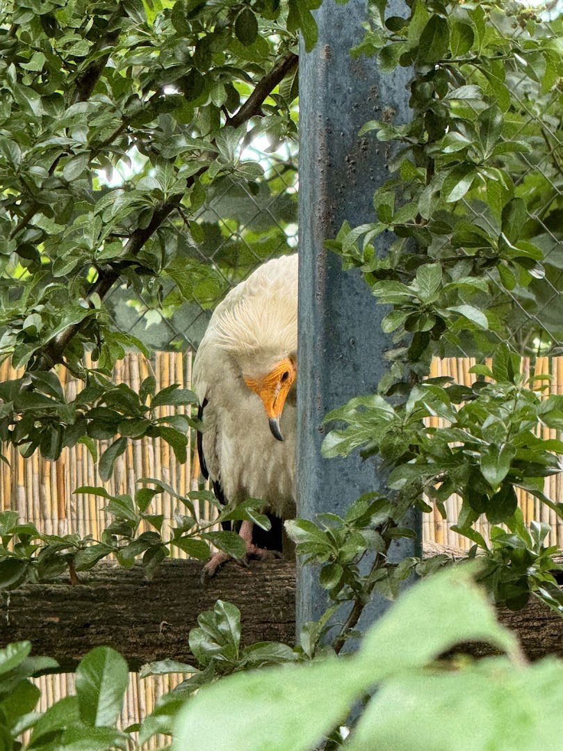 Пицерија Цезар