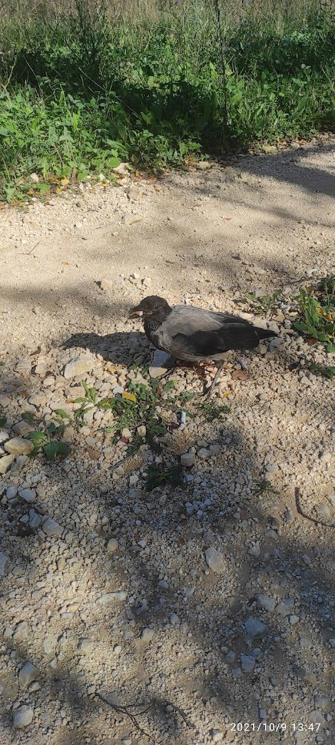 Lovačka Koliba Draga