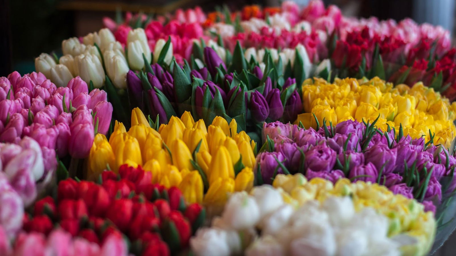 Padma Flowers