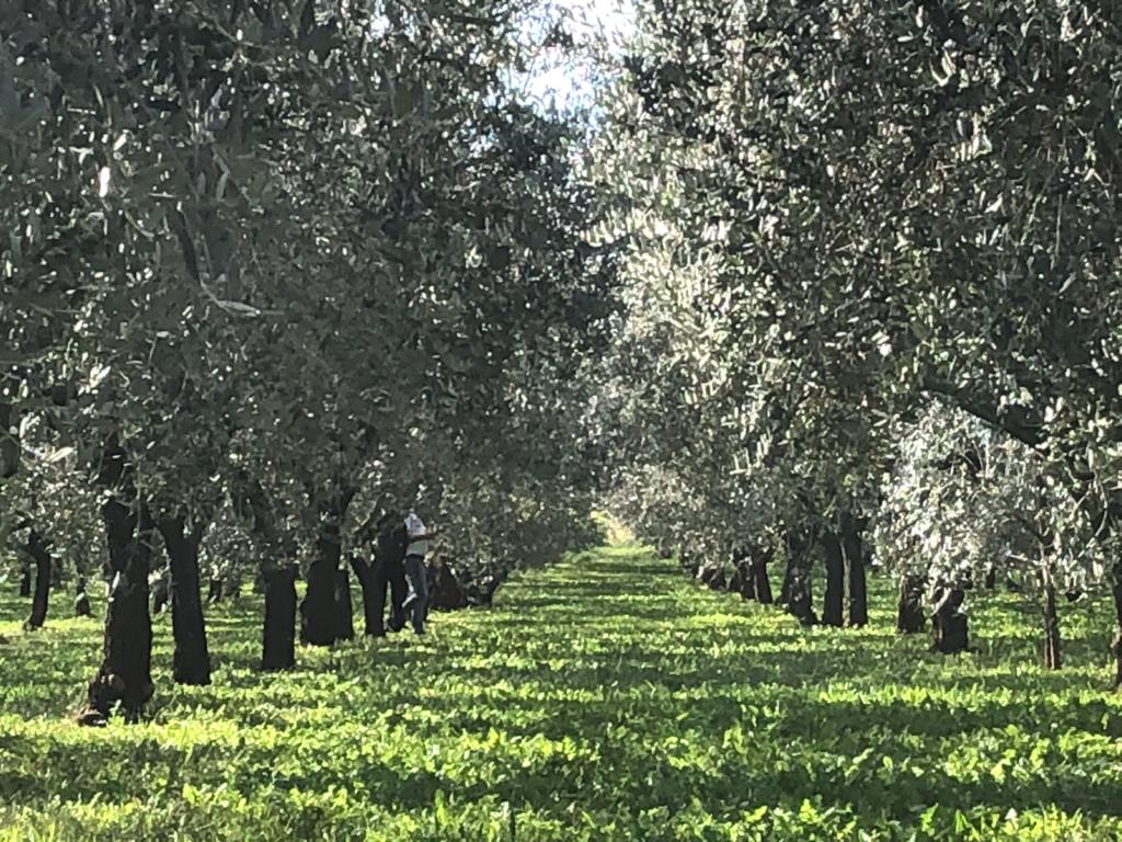 Rent a Tree & make your own Oliveoil